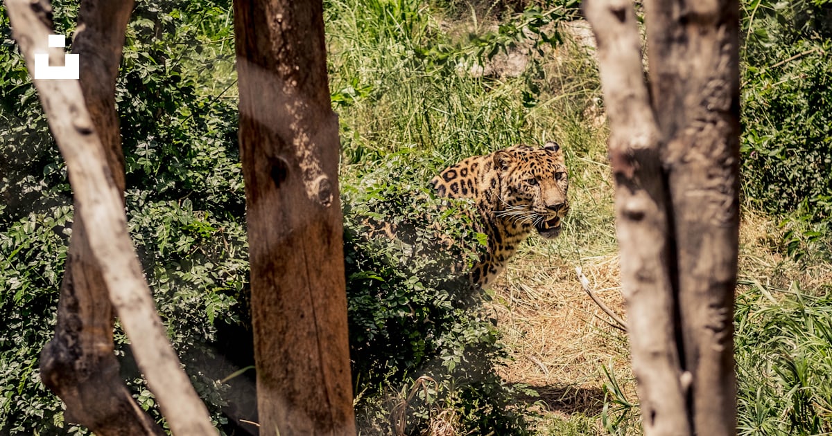 Brown And Black Leopard On Green Grass Field During Daytime Photo brown-and-black-leopard-on-green-grass-field-during-daytime-photo