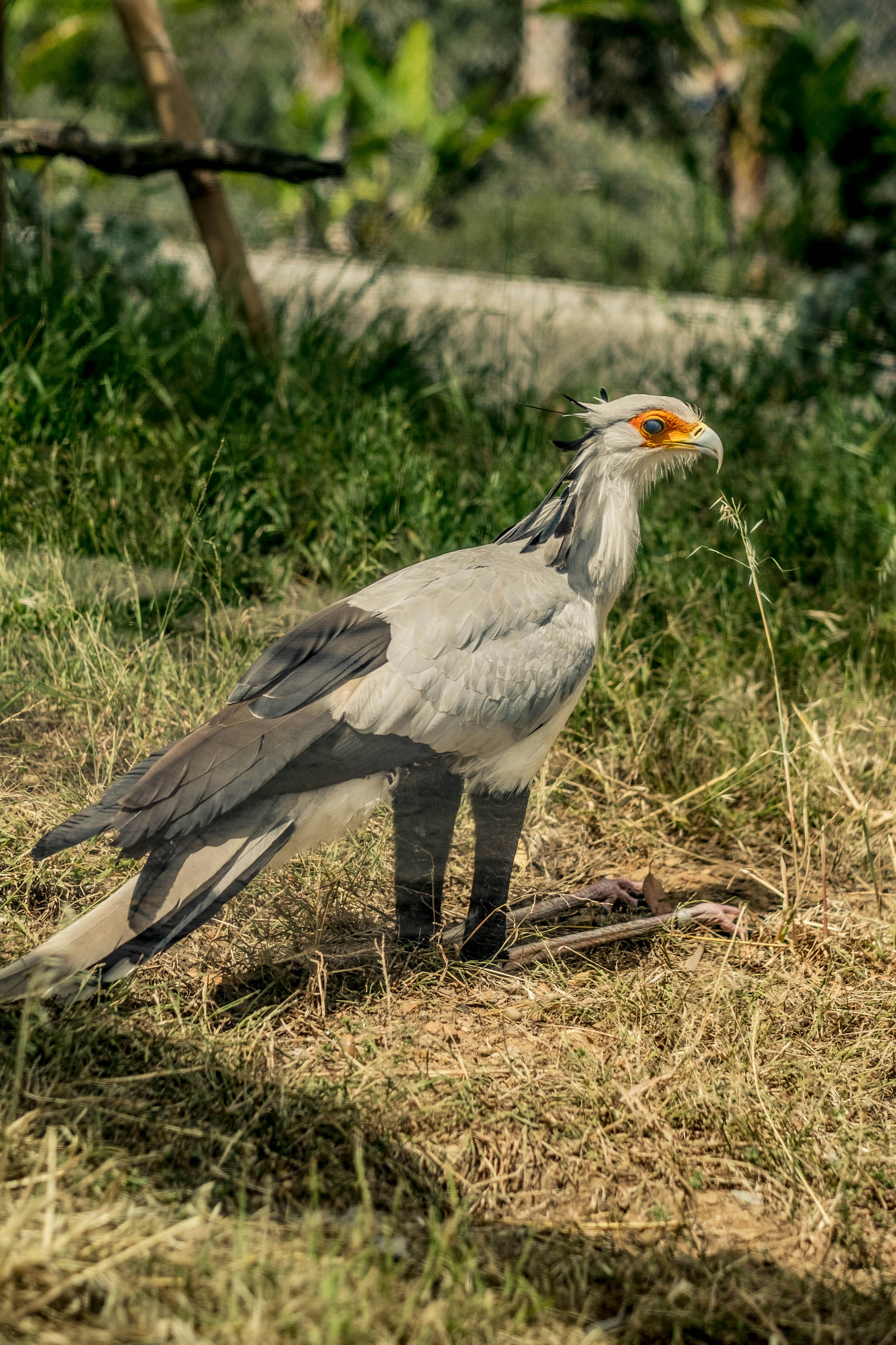 grey-and-white-bird-on-brown-grass-during-daytime-photo-free-bird