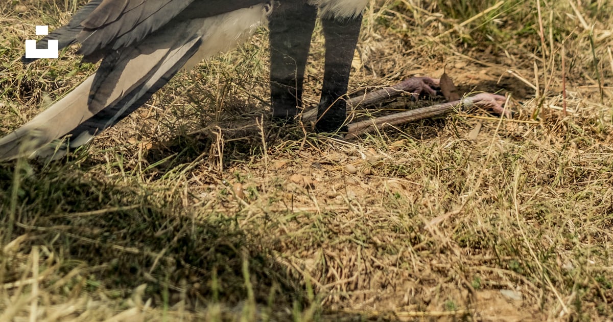 Grey And White Bird On Brown Grass During Daytime Photo Free Animal grey-and-white-bird-on-brown-grass-during-daytime-photo-free-animal