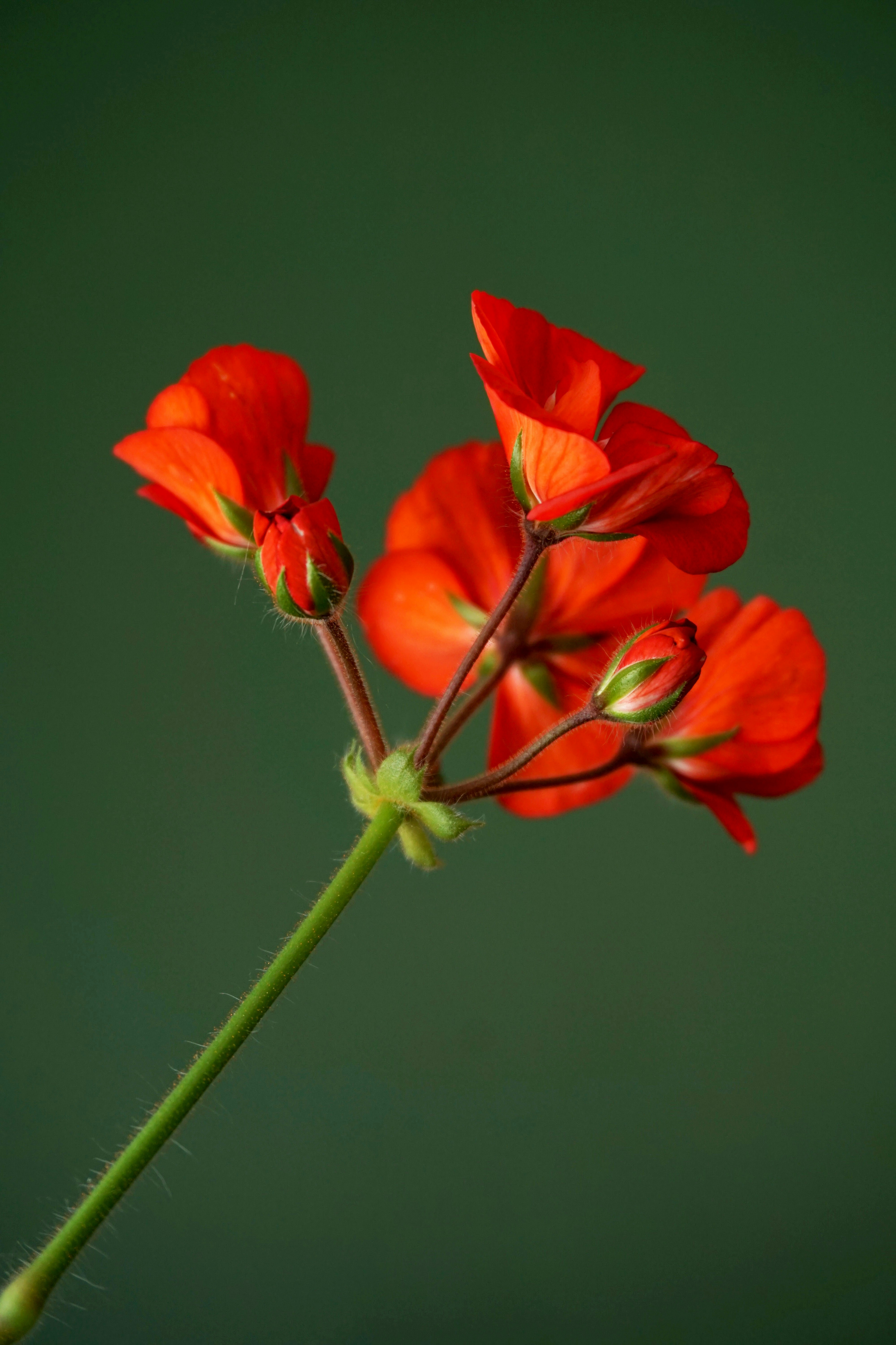 red flower with green stem