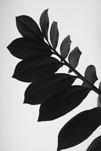 green leaves on white surface