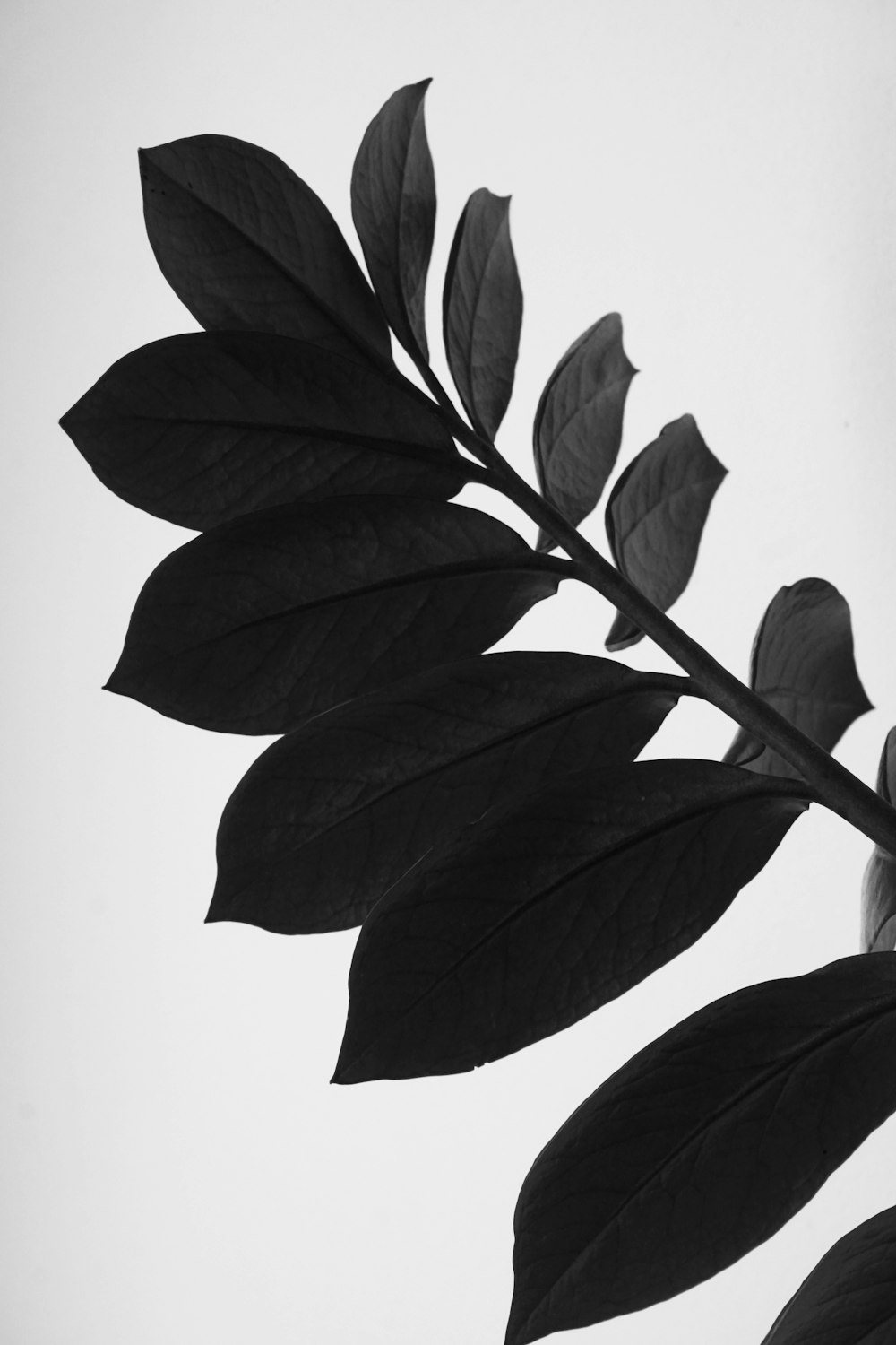 green leaves on white surface