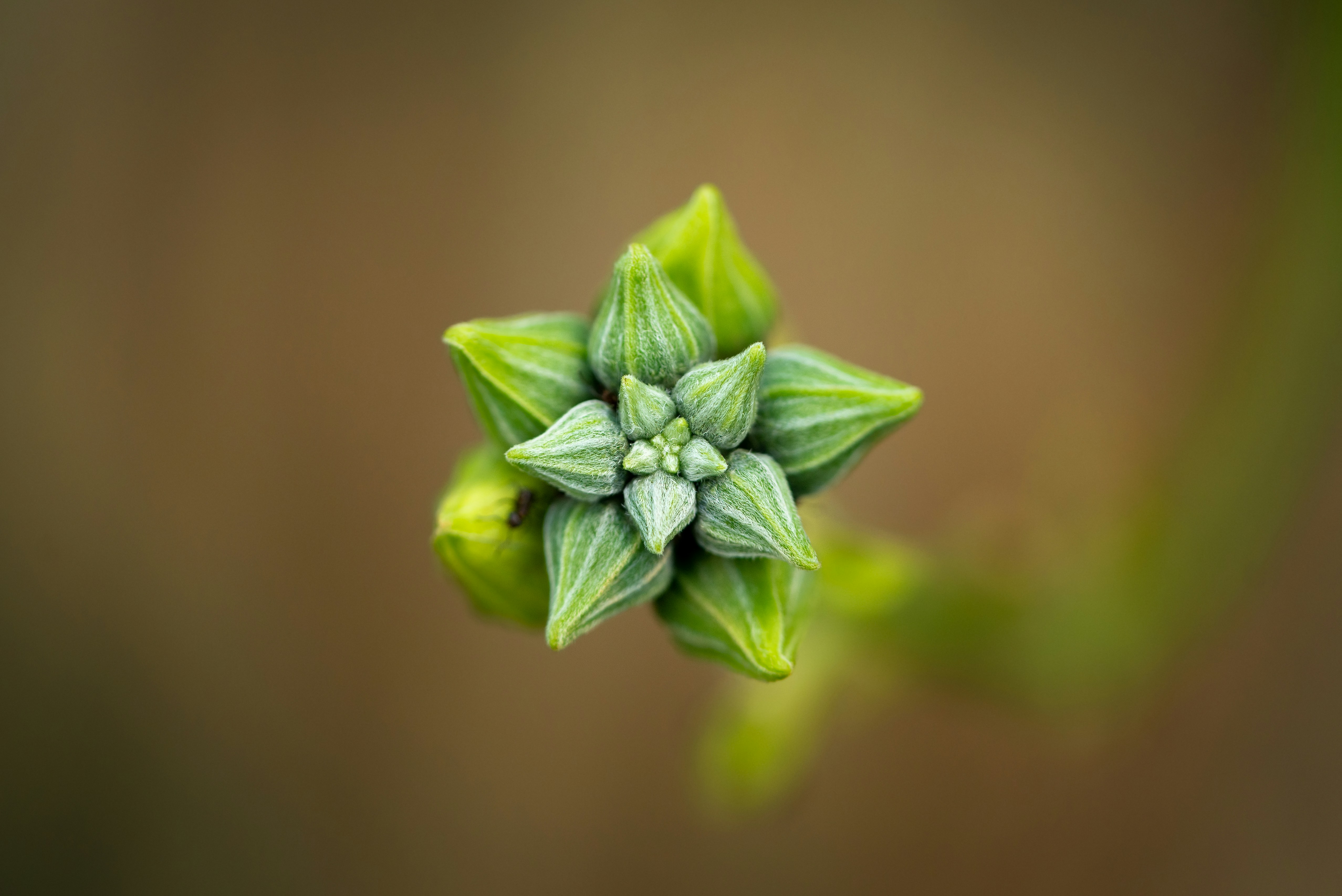 green flower in macro lens
