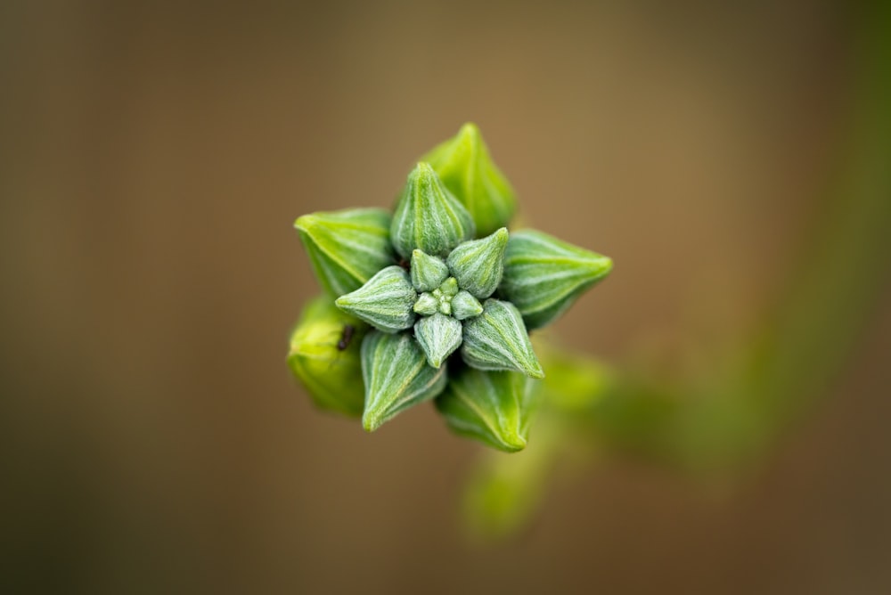 green flower in macro lens