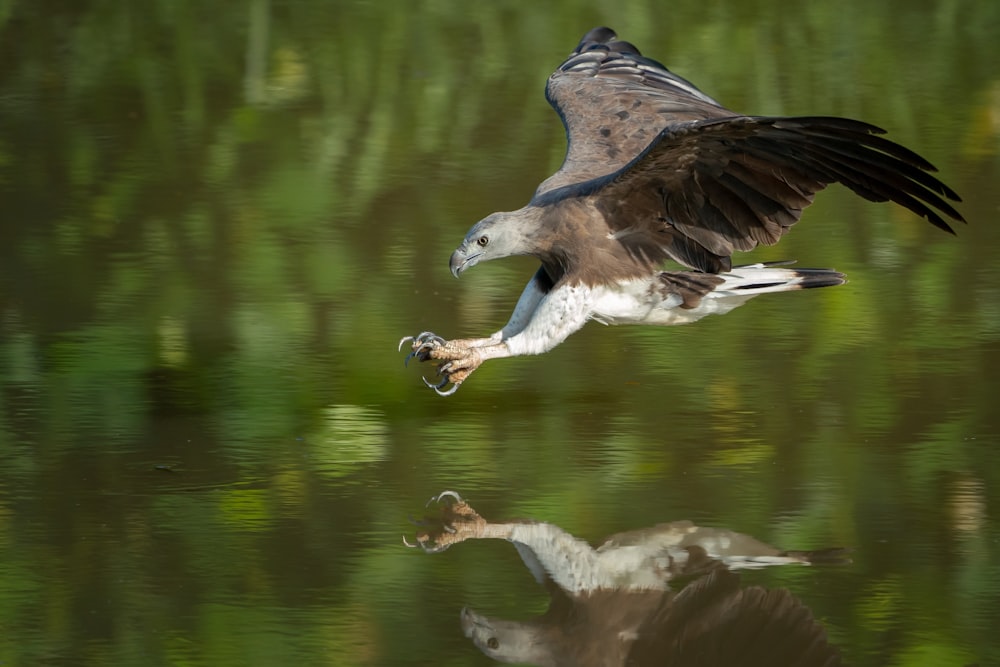 white and brown bird flying over the lake during daytime