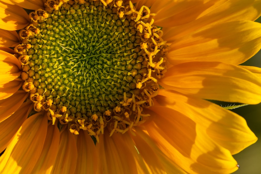 yellow sunflower in close up photography