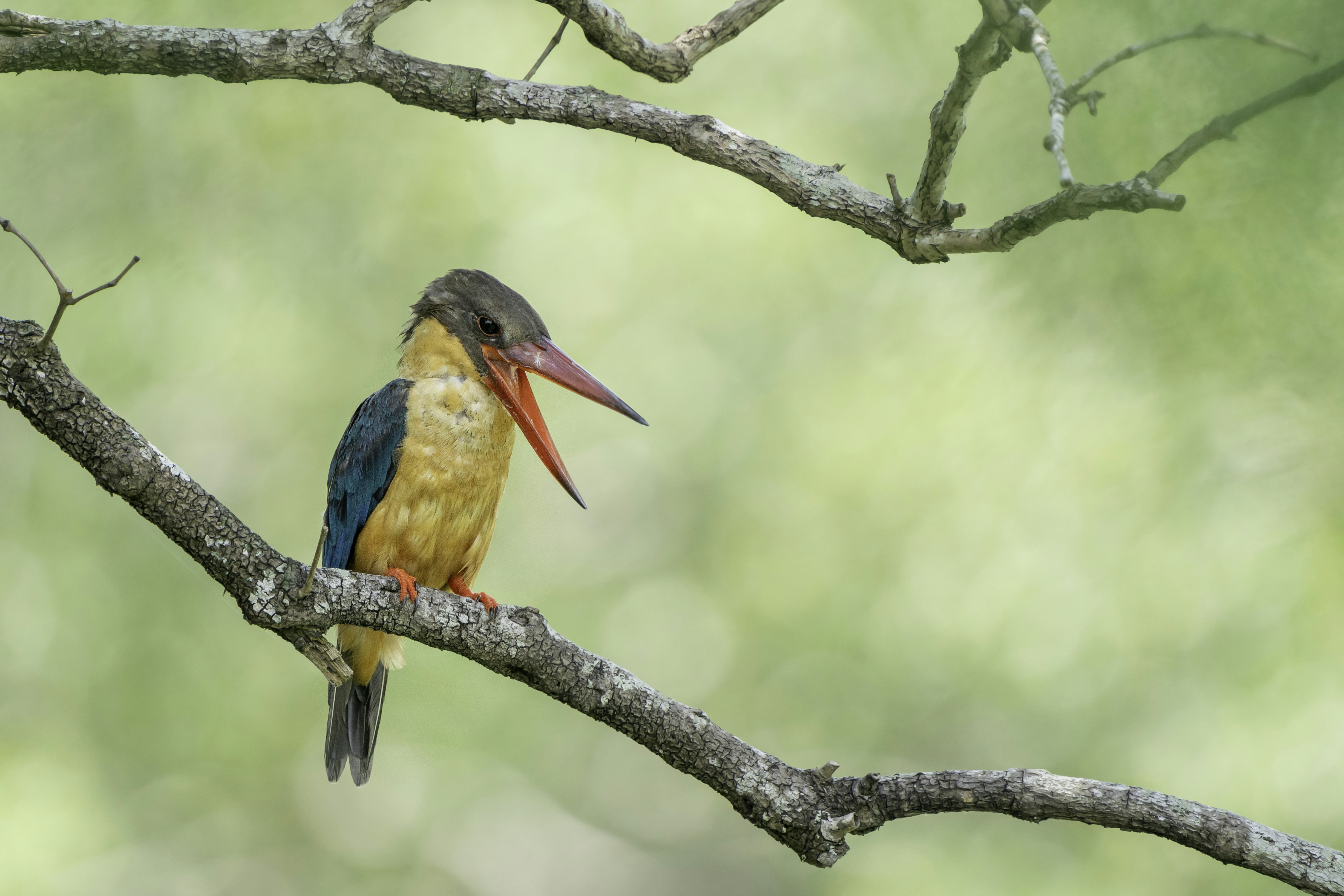 blue and orange bird on tree branch