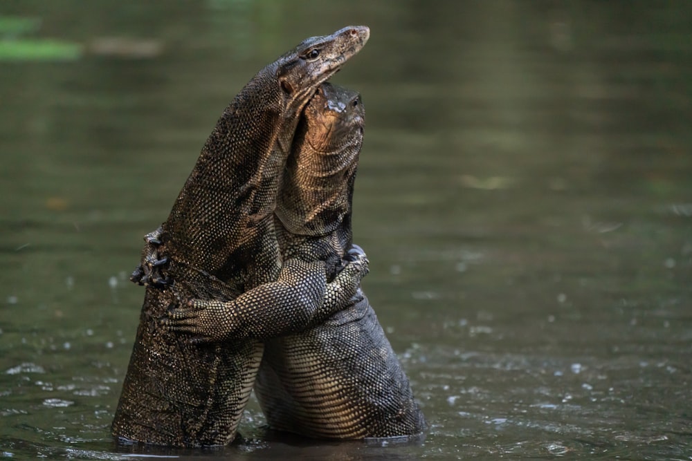 brown and black lizard on water