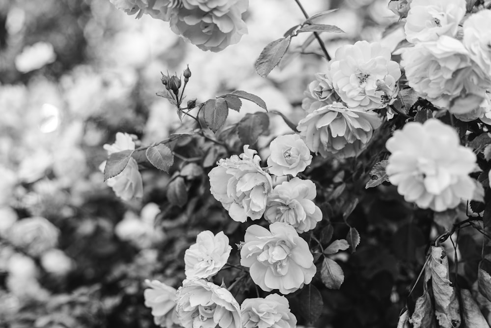 grayscale photo of white flowers