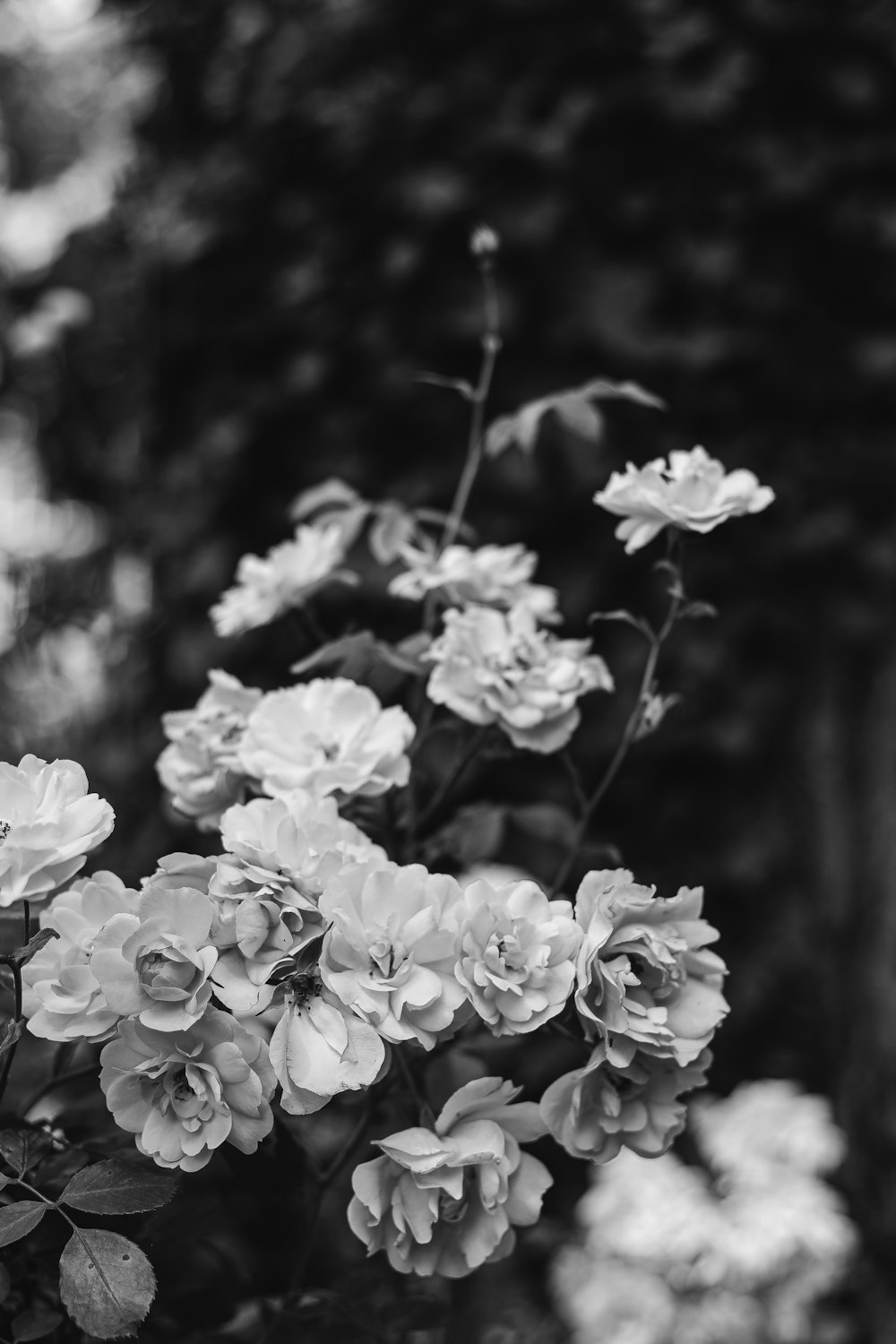 grayscale photo of white flowers