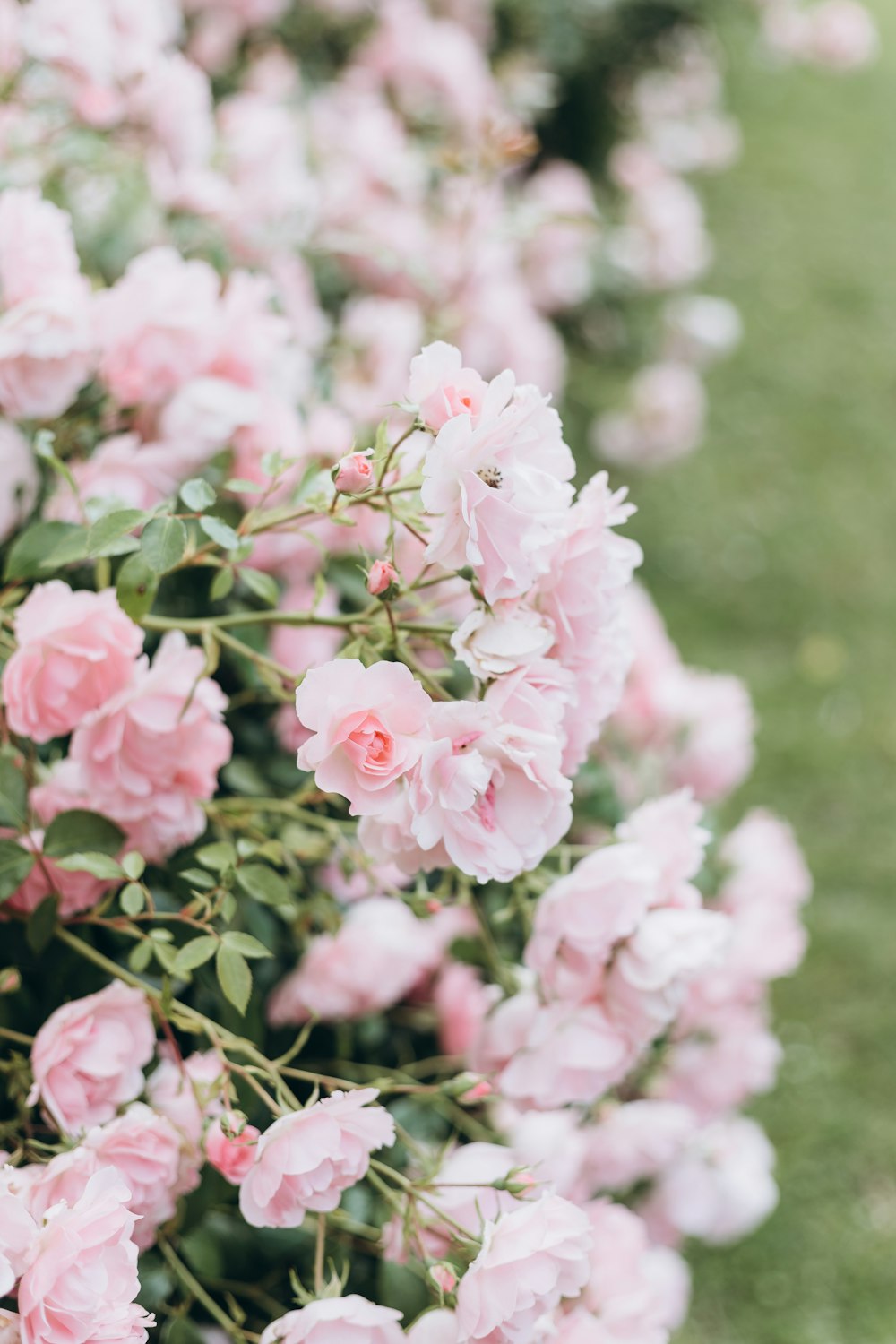 pink flowers in tilt shift lens