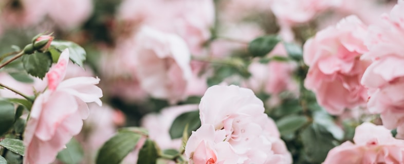 pink flowers in tilt shift lens