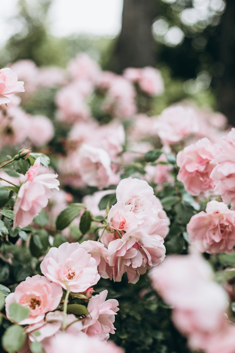 fiori rosa con lente tilt shift