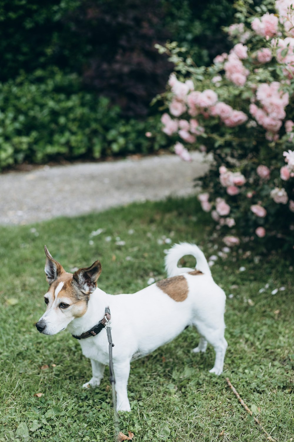 weißer und brauner Hund mit kurzem Mantel, der tagsüber auf grünem Rasen steht