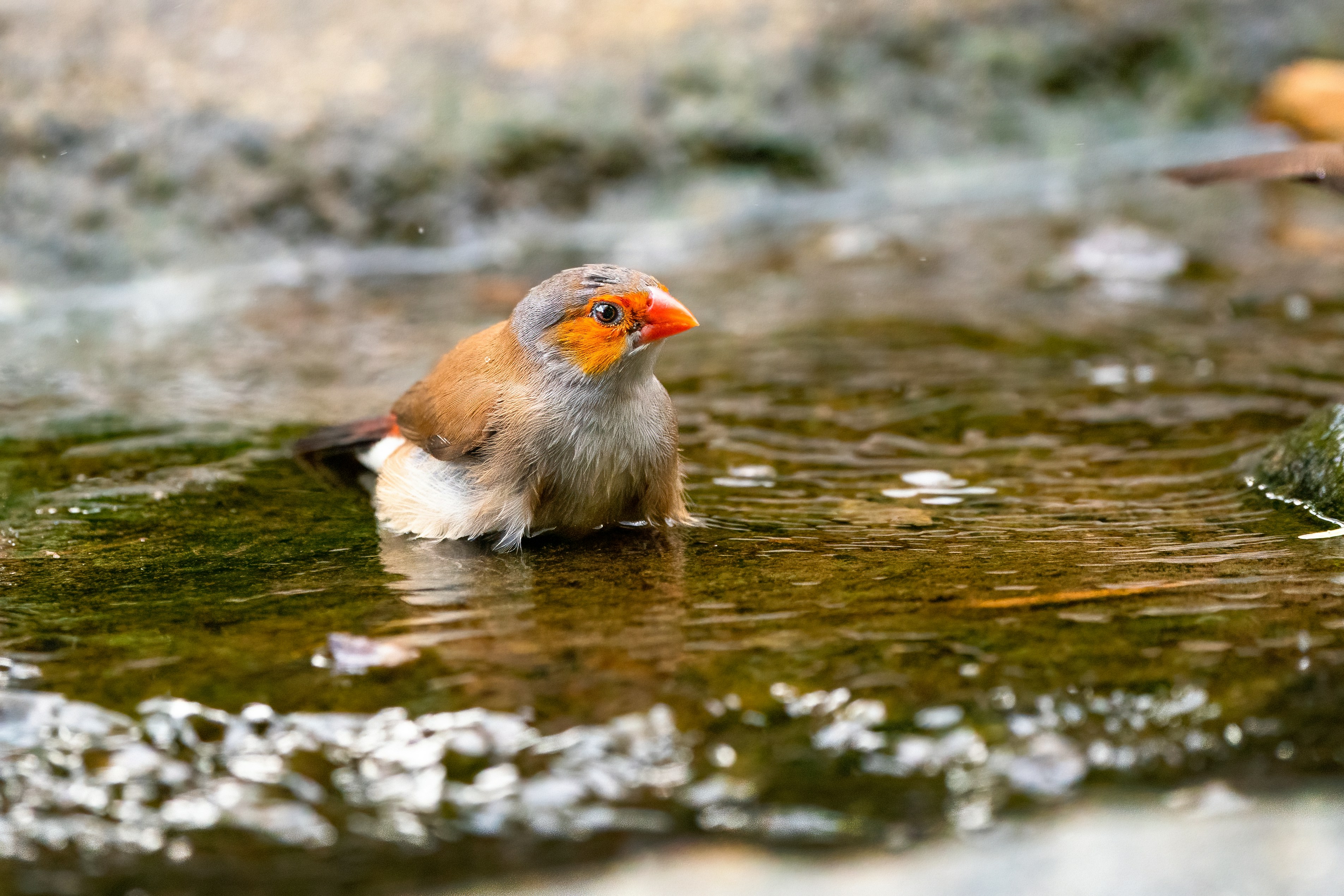 white and brown bird on water
