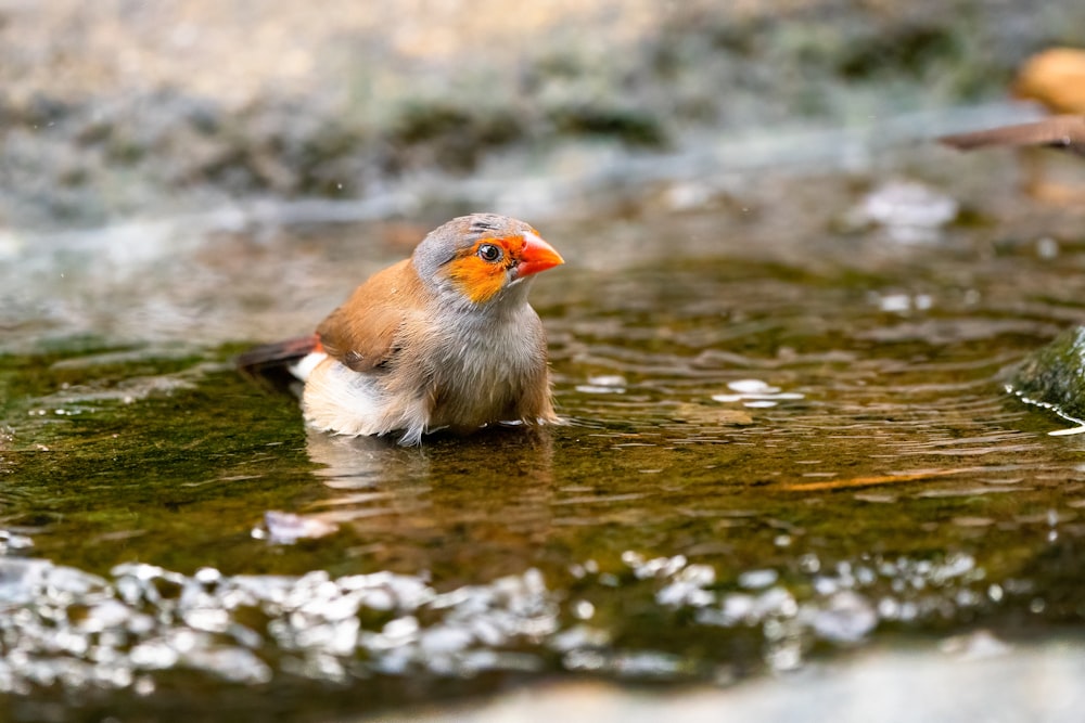 white and brown bird on water