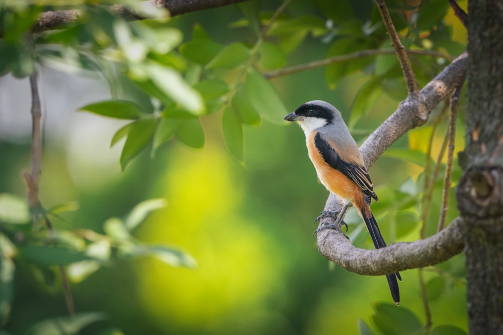 brown and black bird on tree branch during daytime