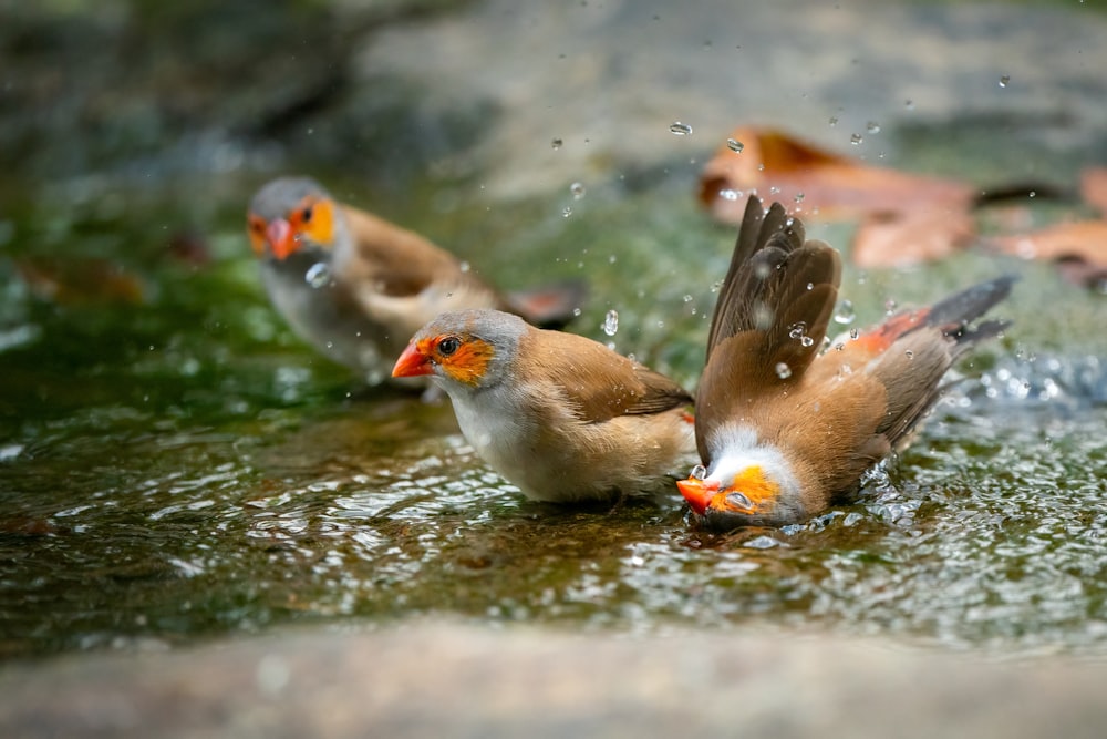white and brown birds on water