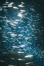 school of fish in water