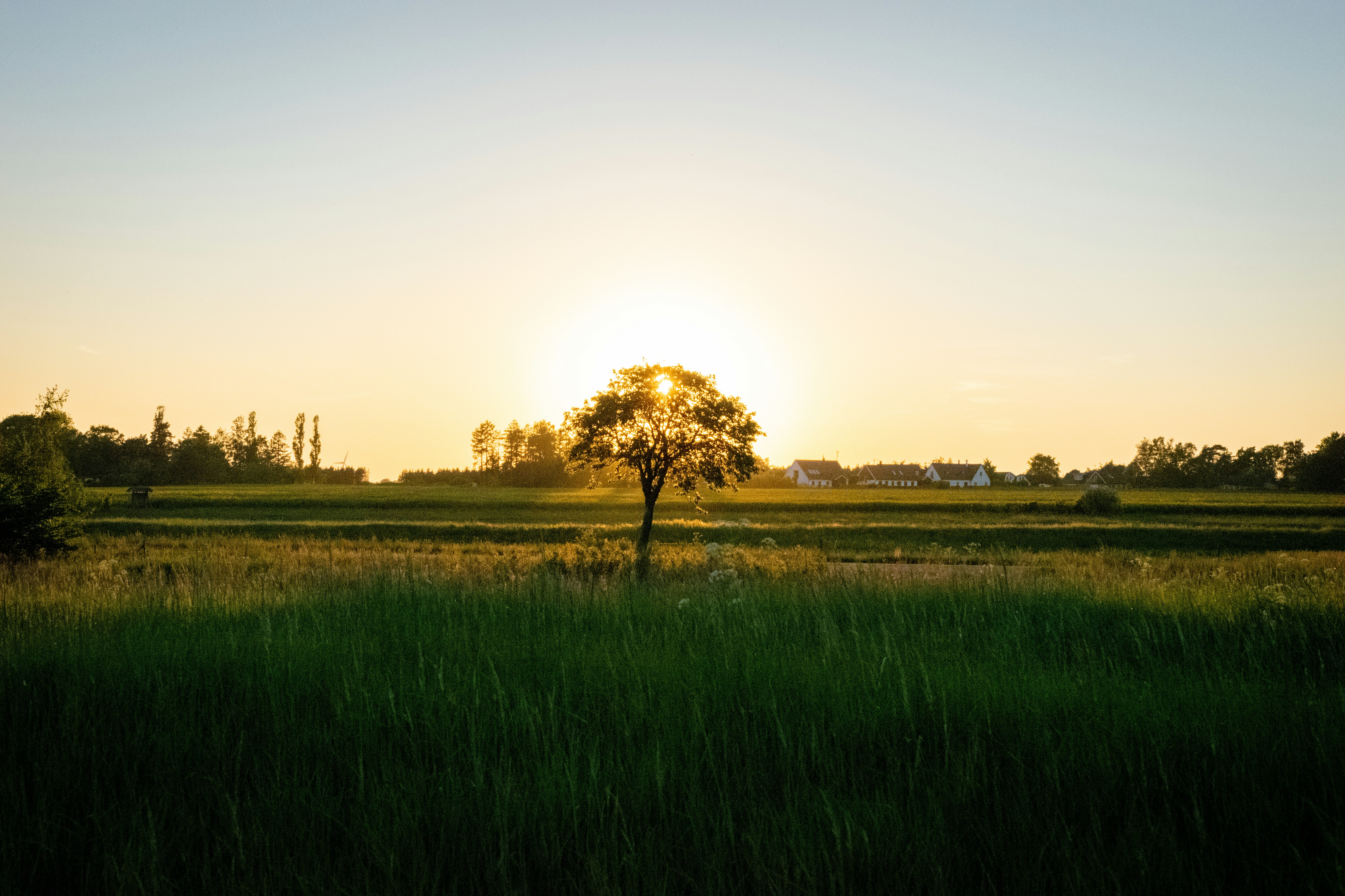 green grass field with trees during daytime