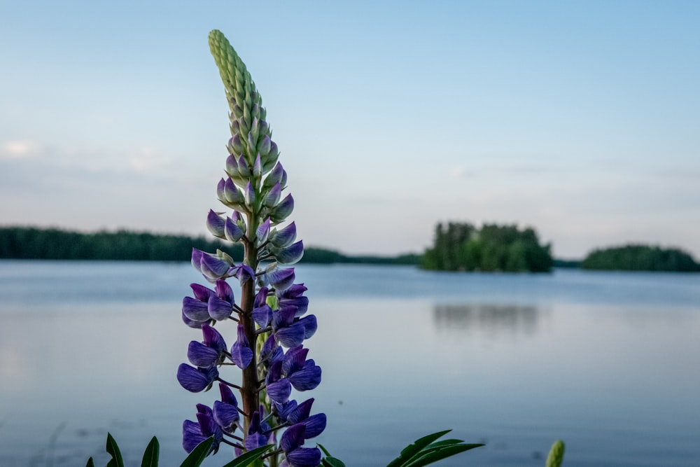 purple flowers near body of water during daytime