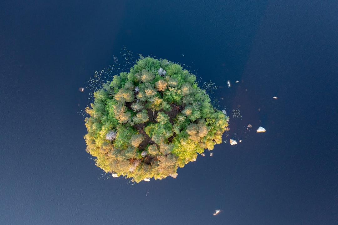 green moss on body of water