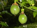 Two green passion fruits hang from a vine surrounded by lush green leaves, with a blurred natural background.