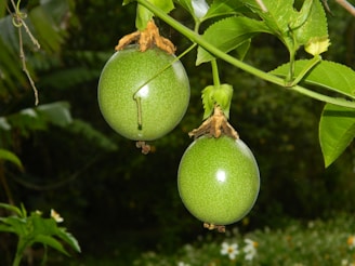 Two green passion fruits hang from a vine surrounded by lush green leaves, with a blurred natural background.