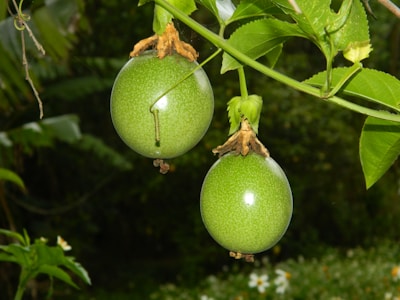 Two green passion fruits hang from a vine surrounded by lush green leaves, with a blurred natural background.
