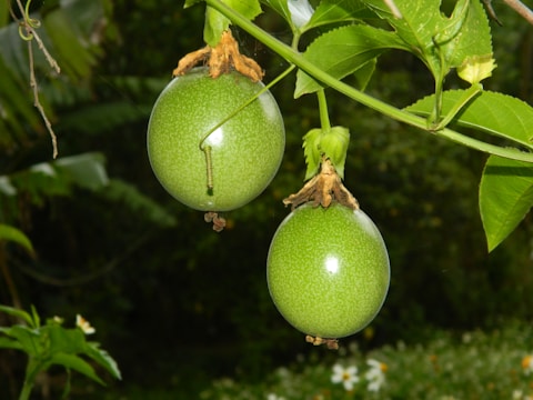 Vibrant passion fruits growing in a tropical orchard under sunlight.