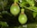 Two green passion fruits hang from a vine surrounded by lush green leaves, with a blurred natural background.
