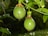 Two green passion fruits hang from a vine surrounded by lush green leaves, with a blurred natural background.