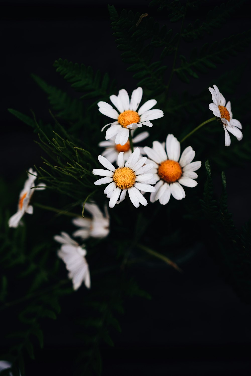 white and yellow daisy flowers