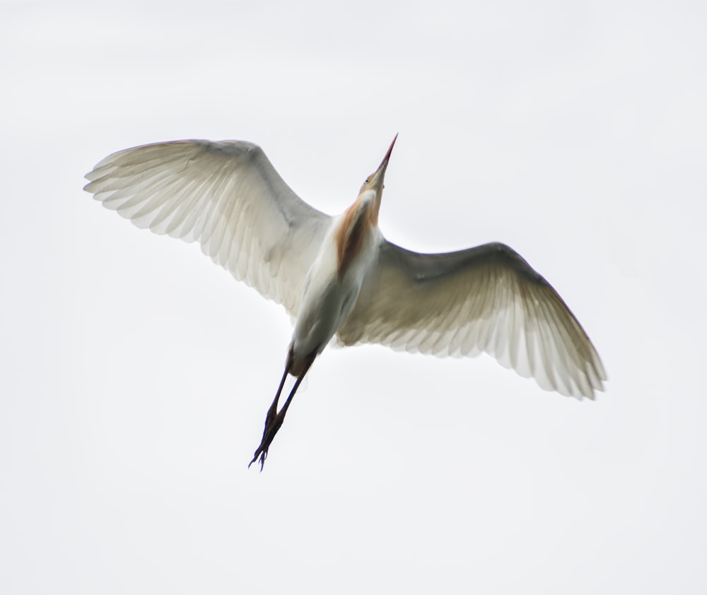 white bird flying in mid air