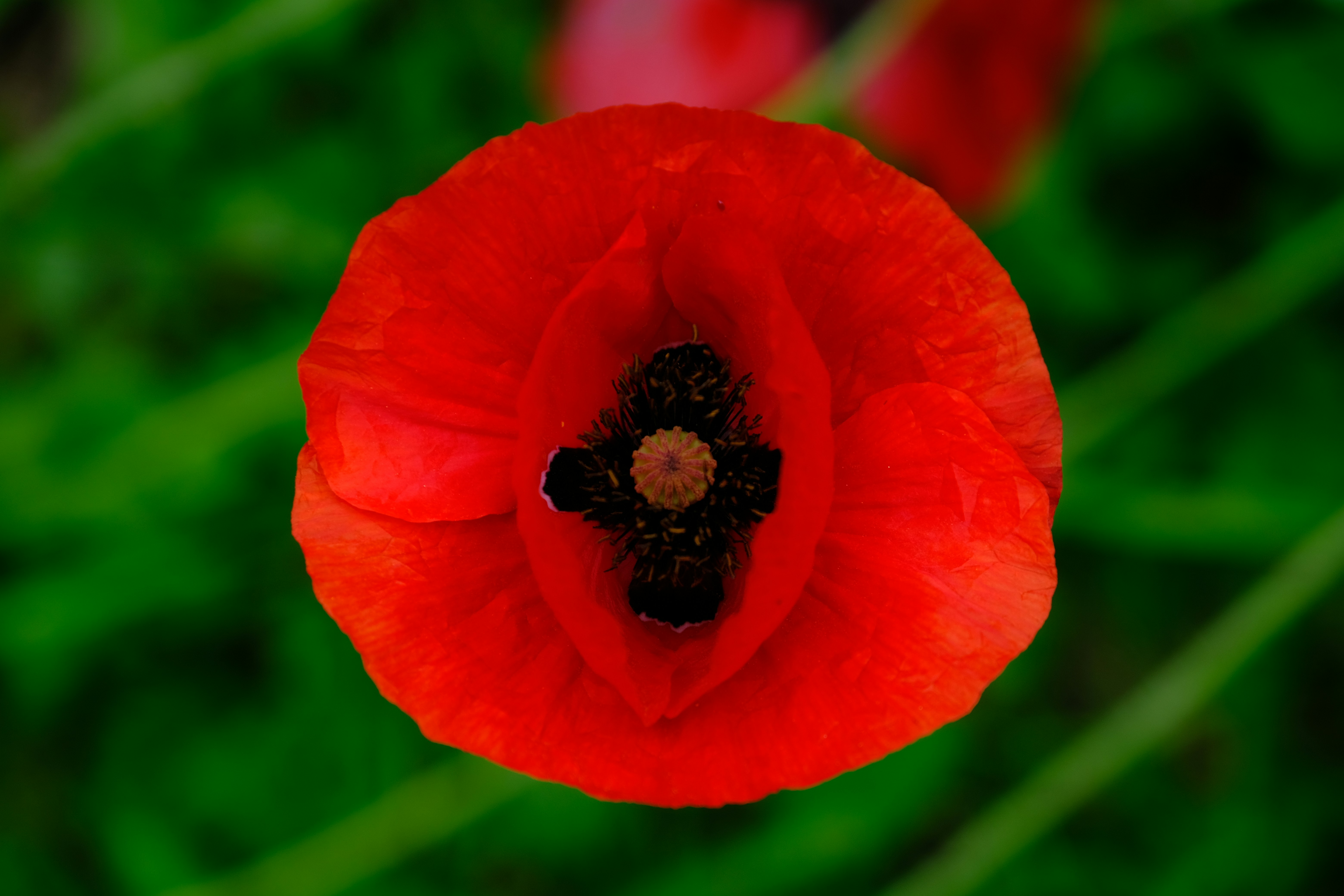A bright red poppy flower.