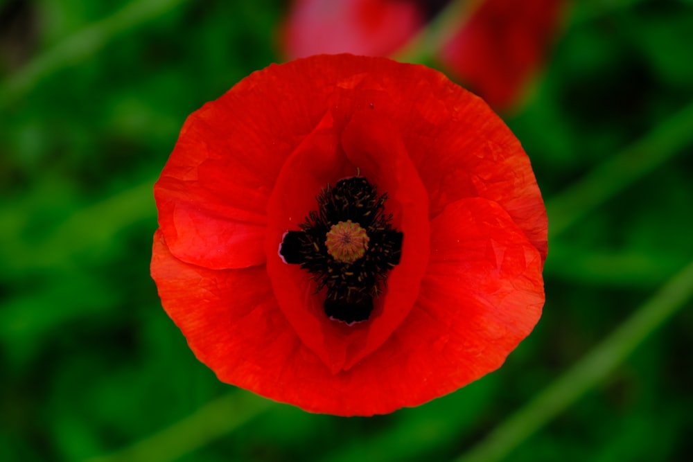 red poppy in bloom during daytime