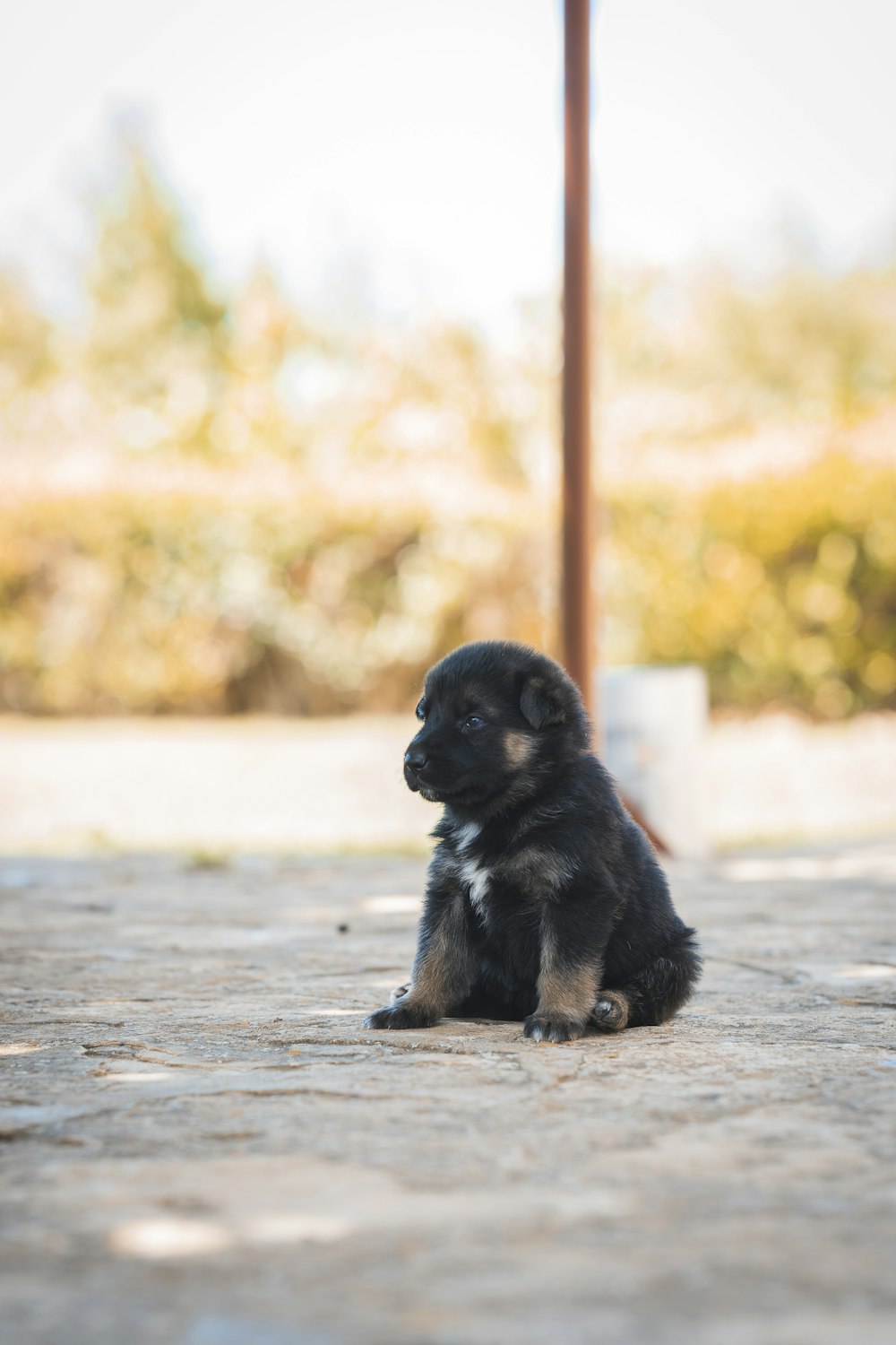 black and brown short coated puppy on gray concrete floor during daytime