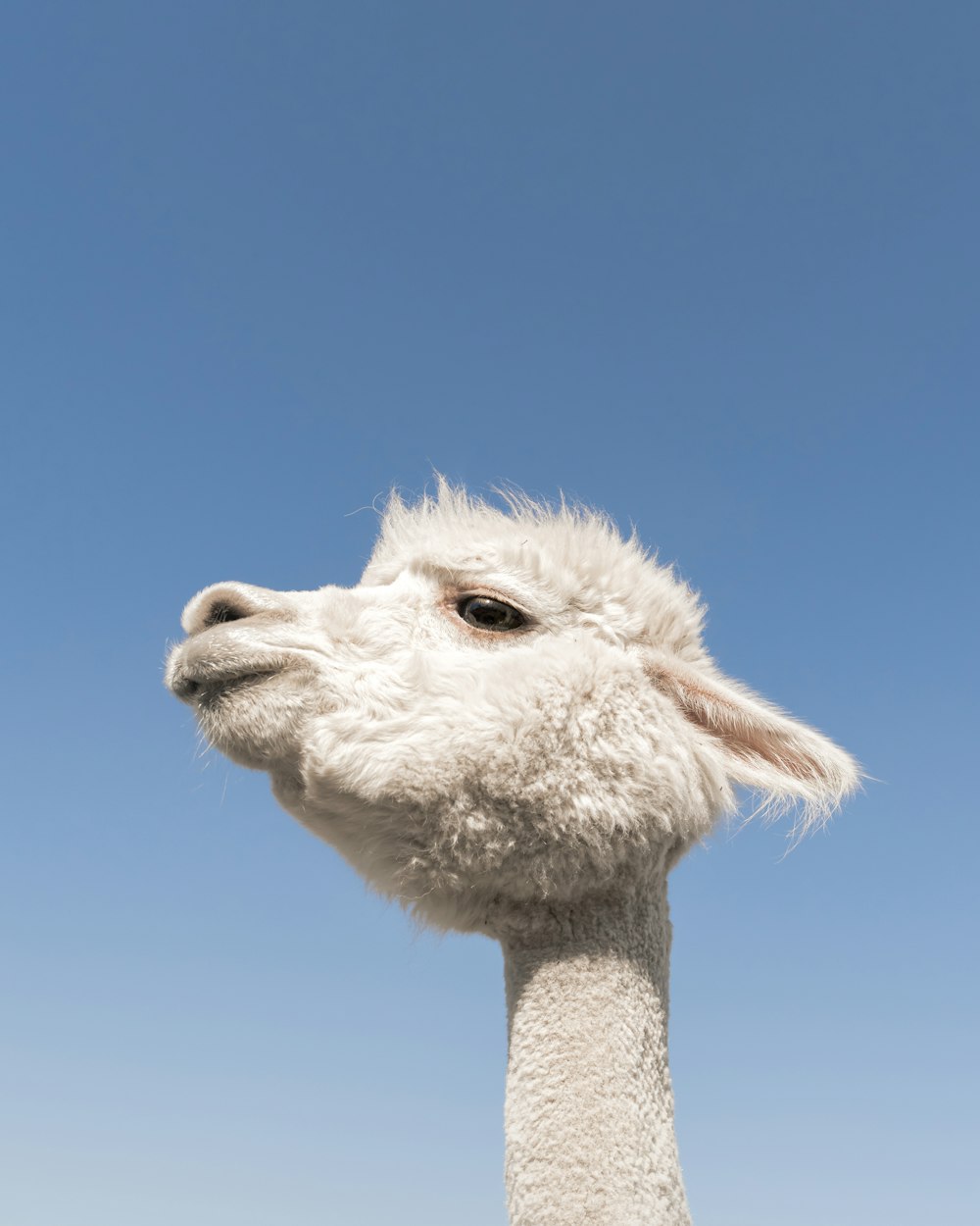 white llama under blue sky during daytime