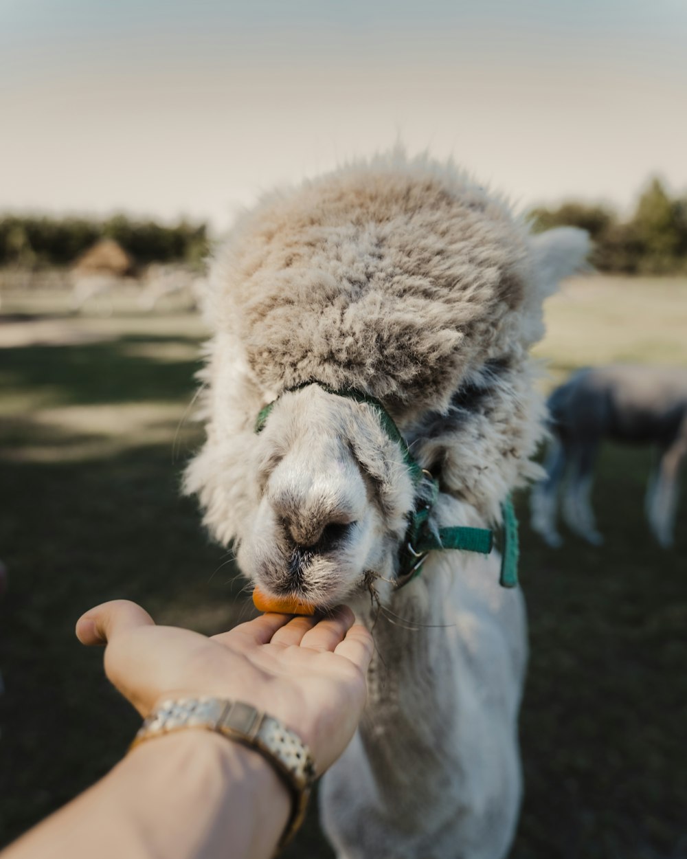 person holding white and brown animal plush toy