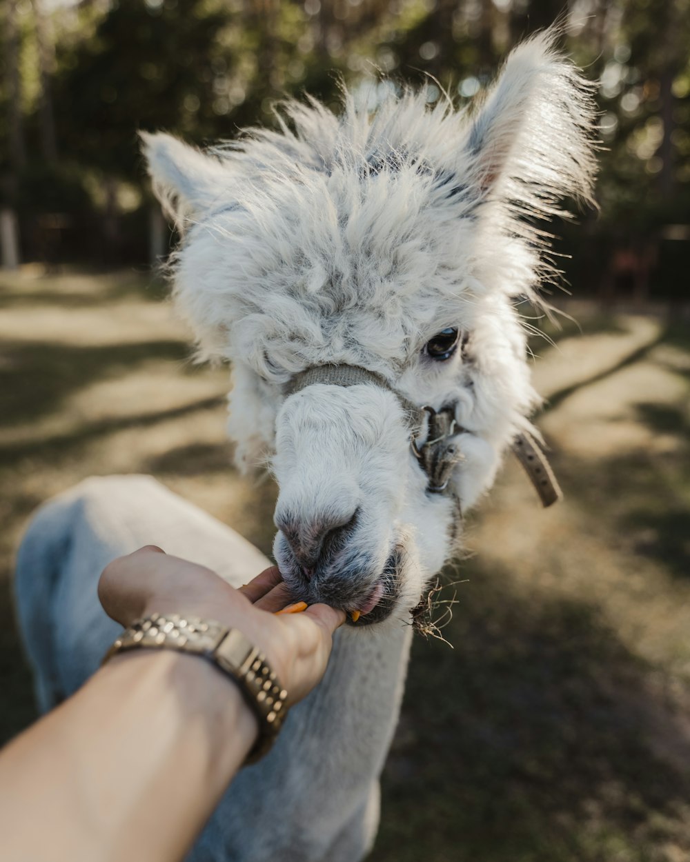 person holding white horse head