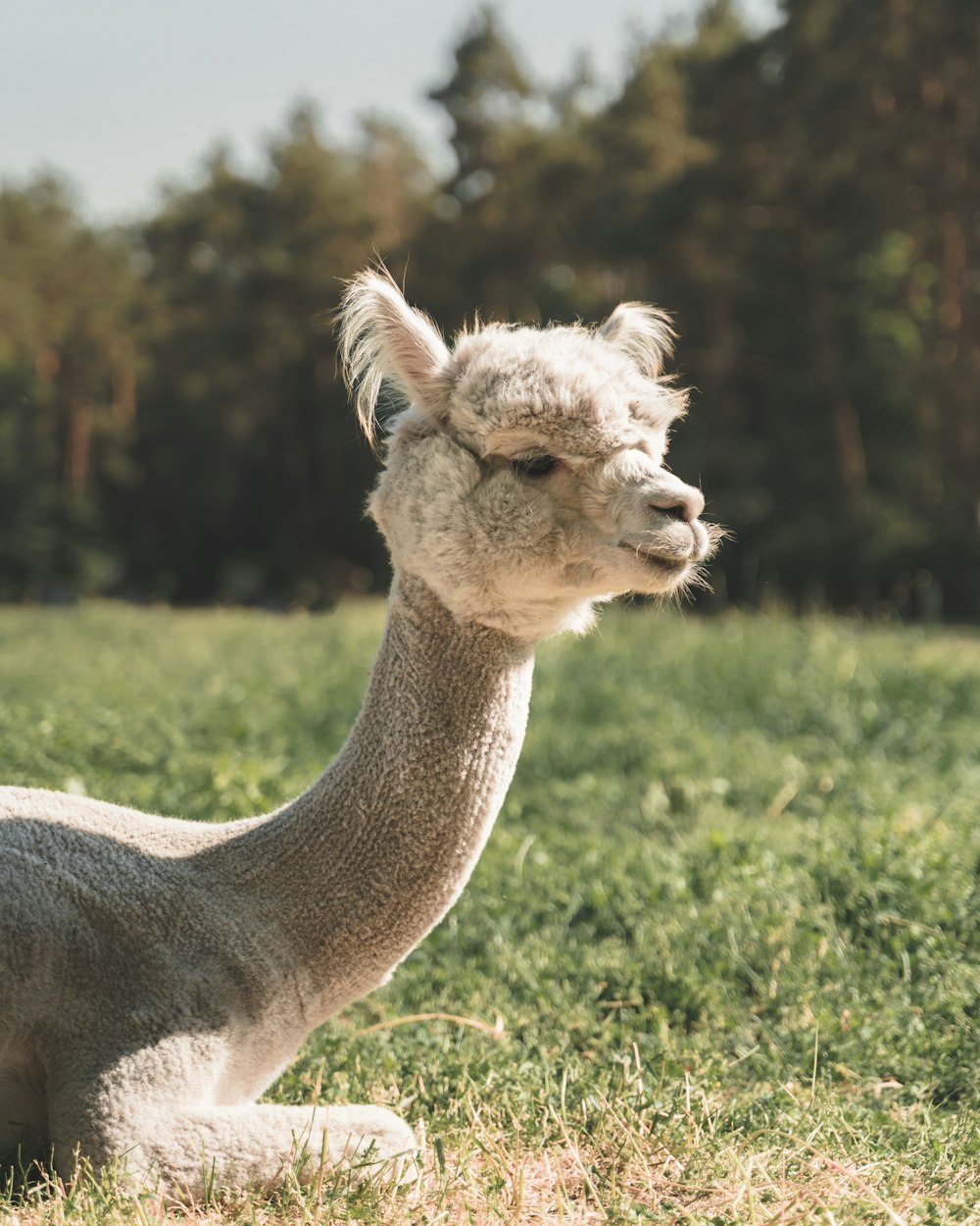 Braune und weiße Giraffe auf grünem Rasen tagsüber