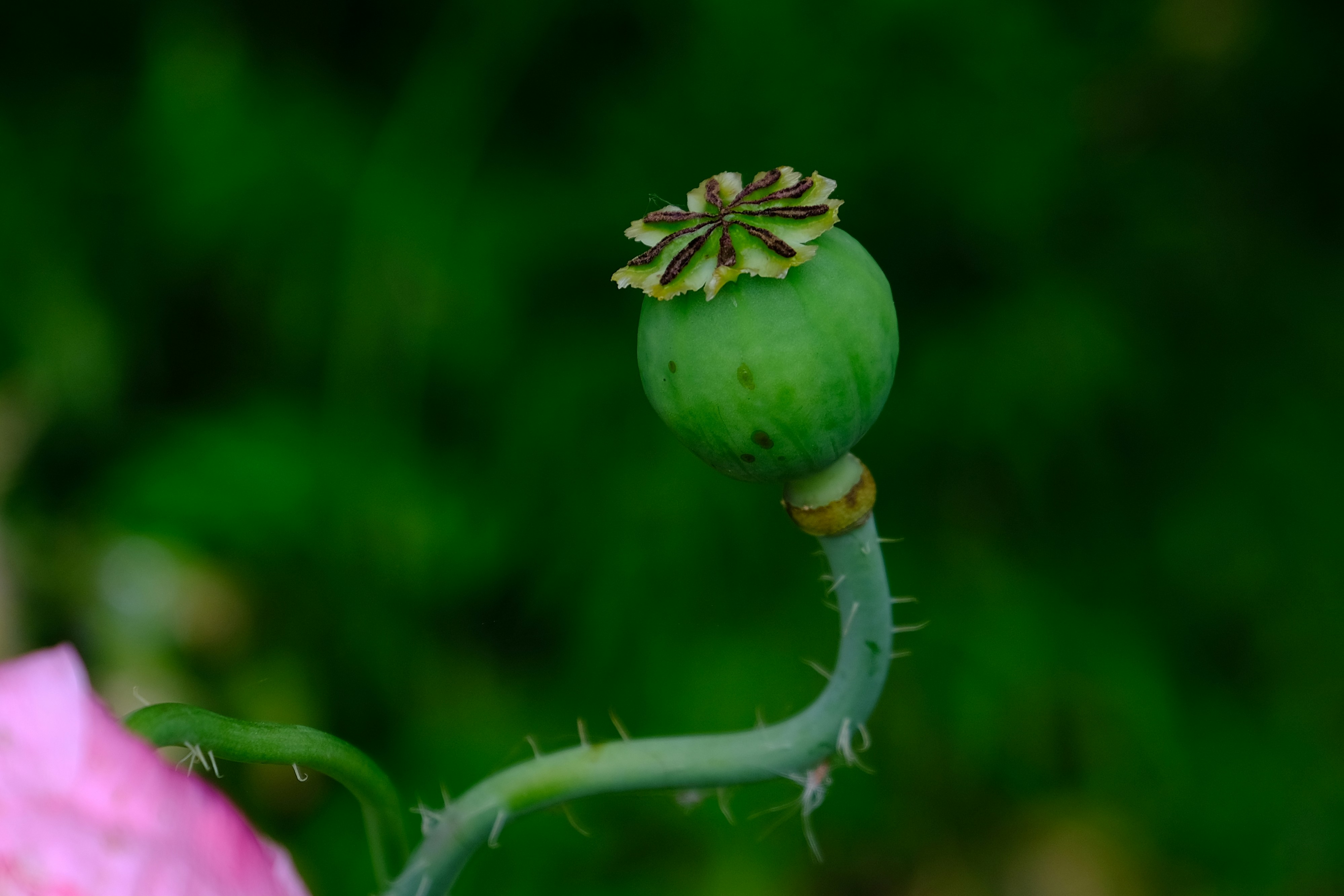 Poppy.