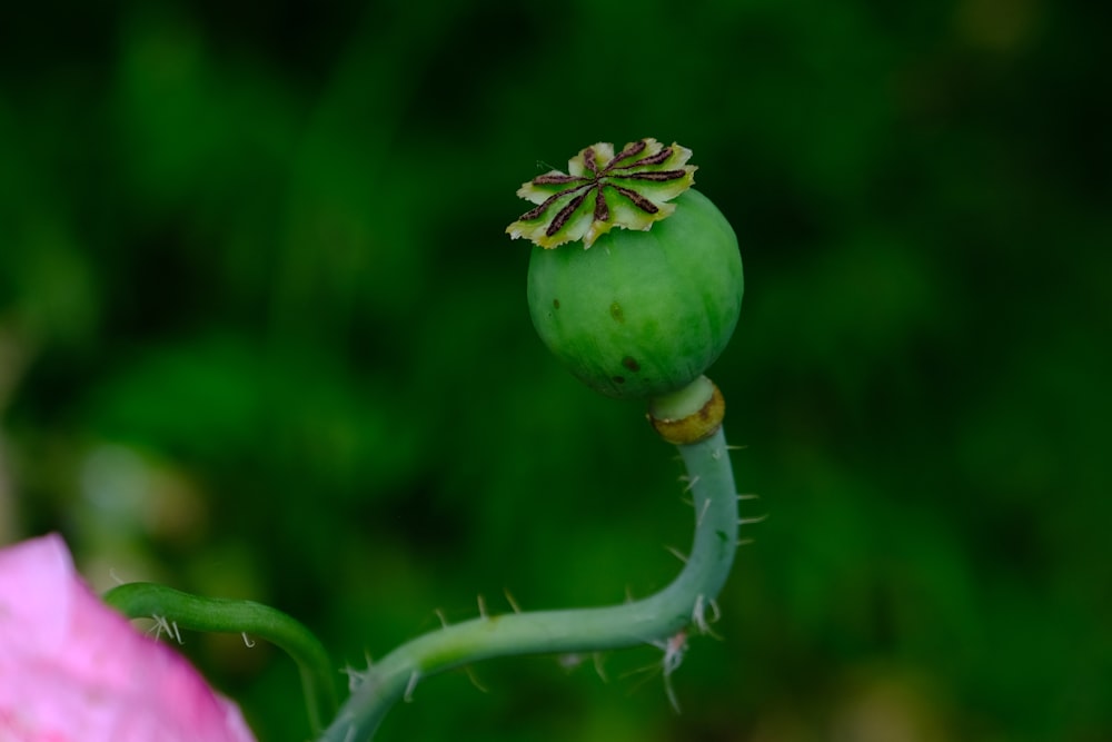 green flower bud in tilt shift lens