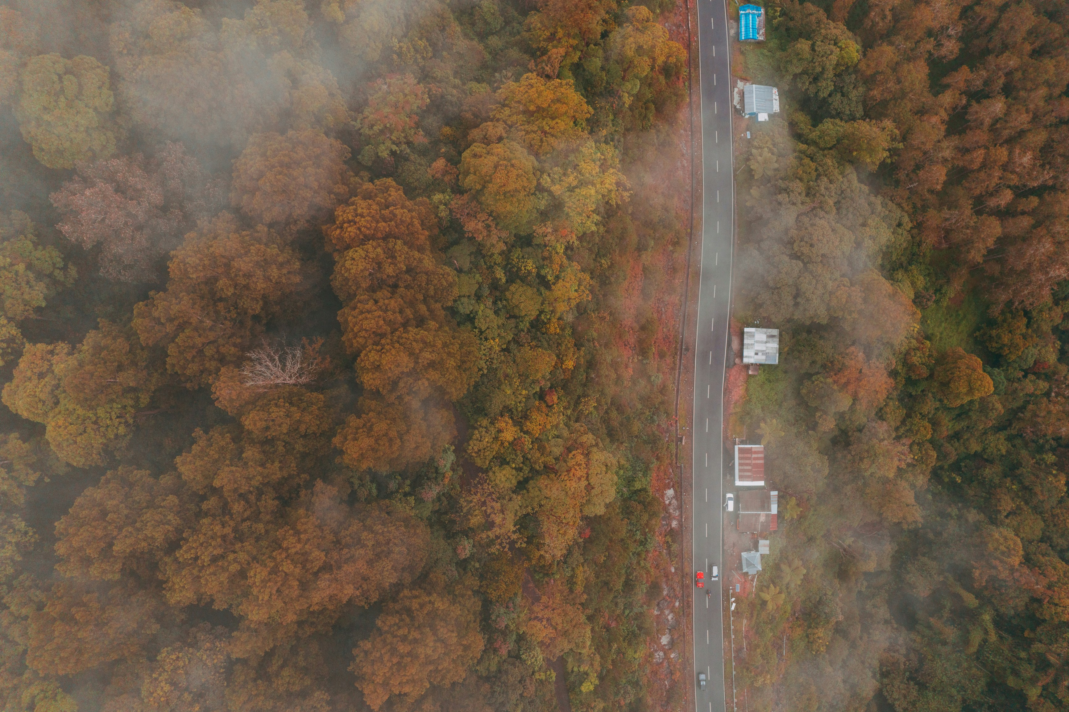 Vista aérea de la carretera entre los árboles