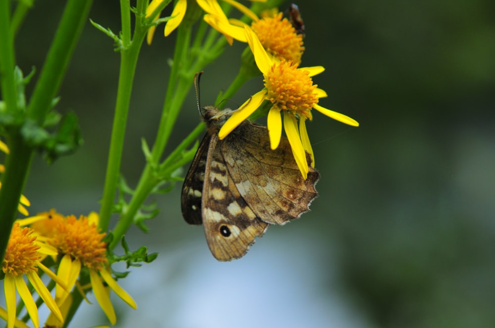 brown butterfly perched on yellow flower in close up photography during daytime