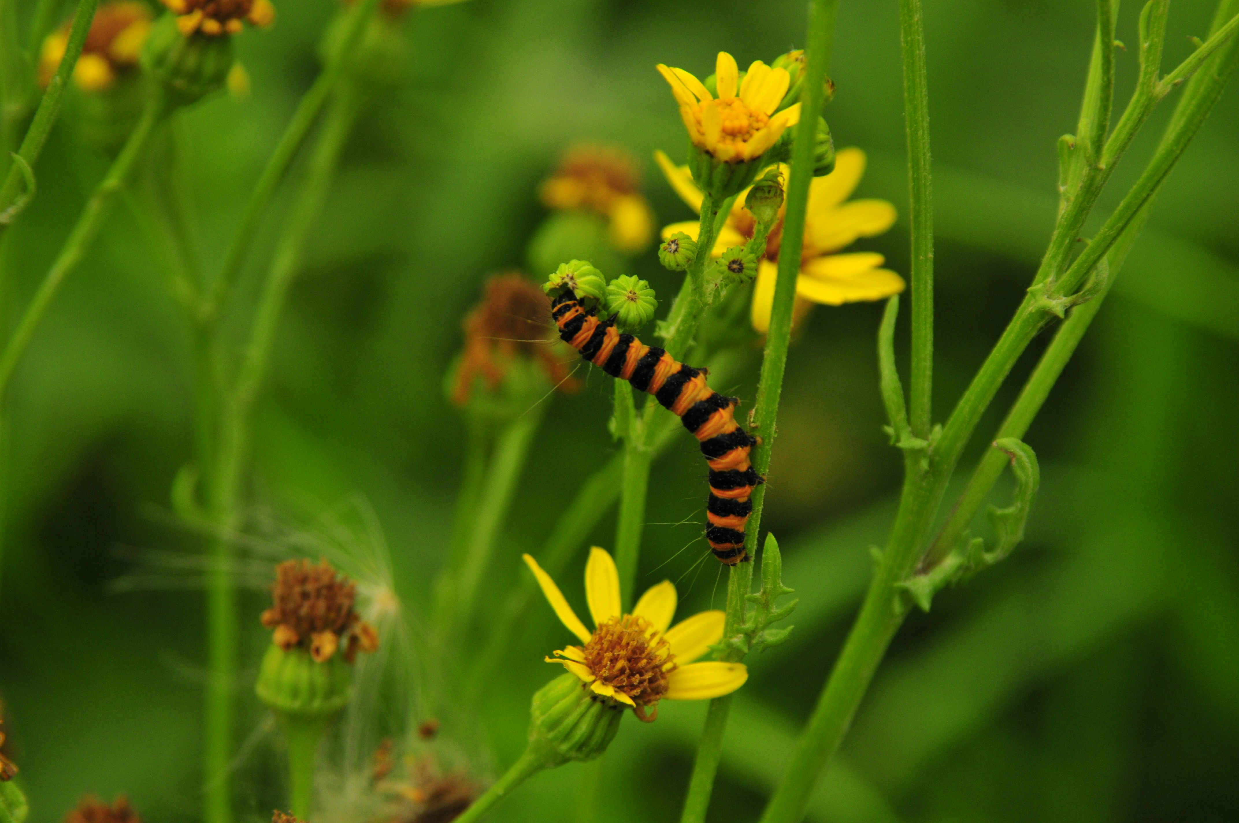 No idea what butterfly comes forth from this caterpillar.