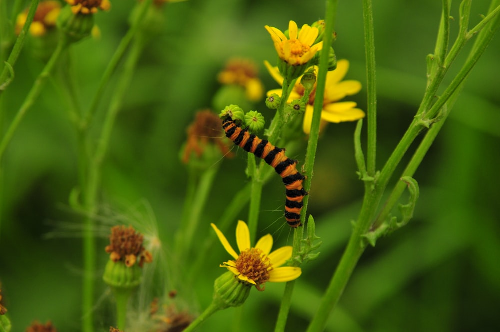 black and yellow caterpillar on yellow flower