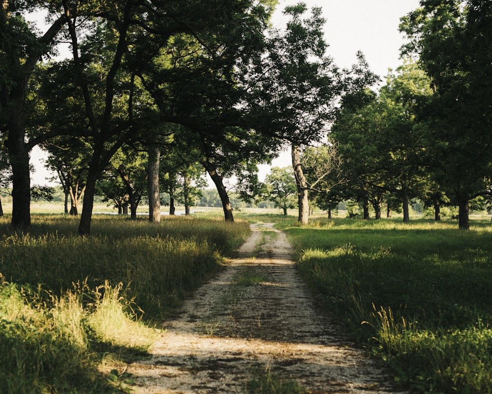 green grass field with trees during daytime