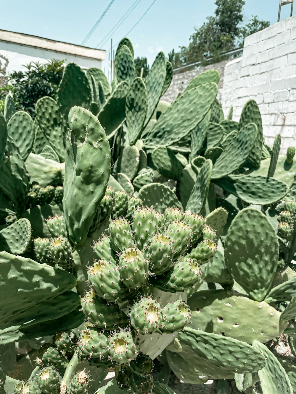 green cactus plant during daytime