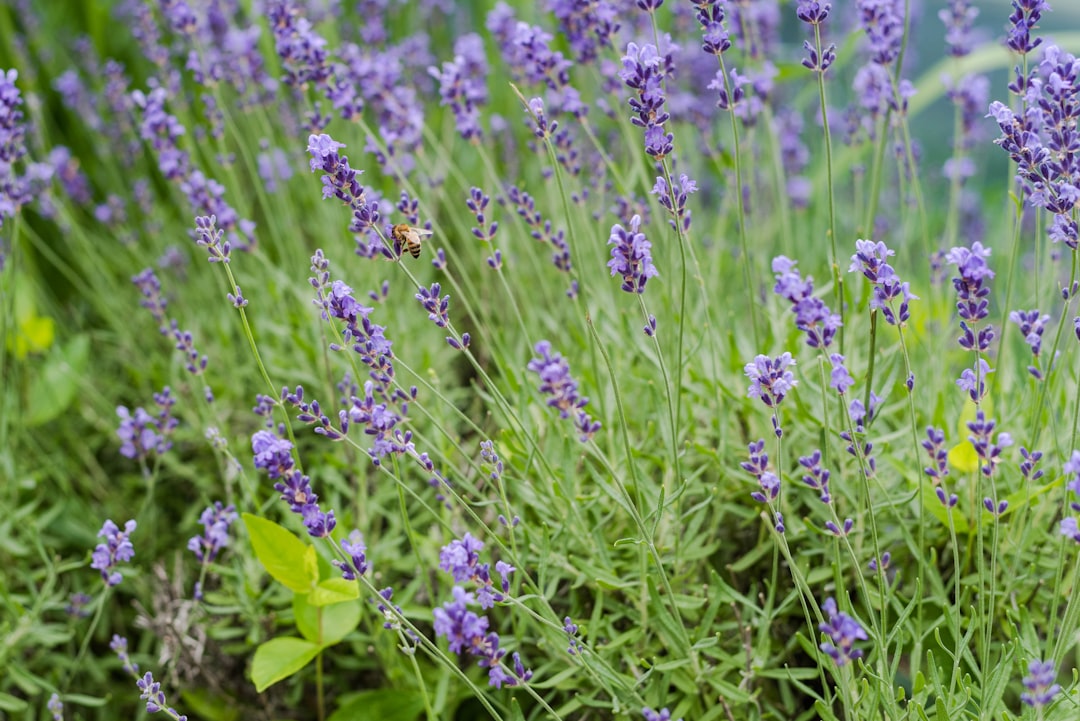 purple flowers with green leaves